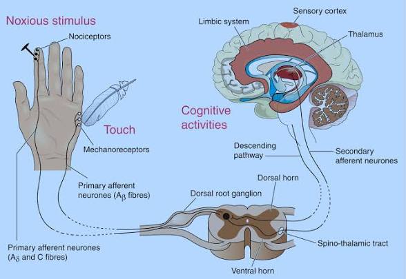 Nerve - Sensory Eval