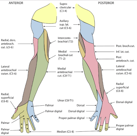 Nerve - Sensory Evaluator & Access
