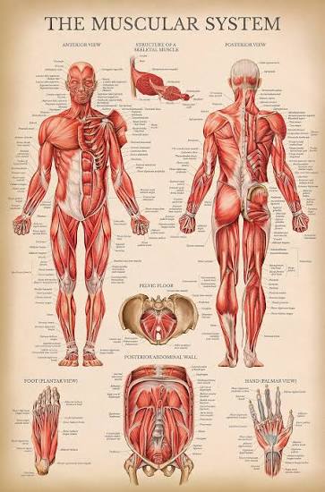 Anatomy Charts