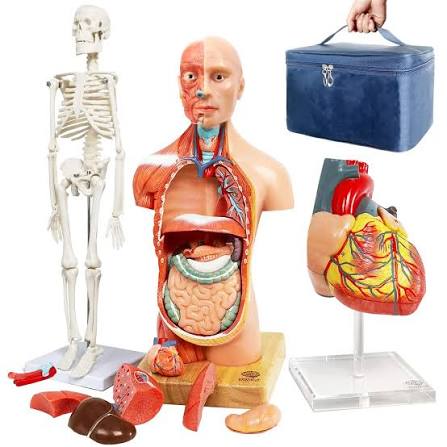 Anatomy Models